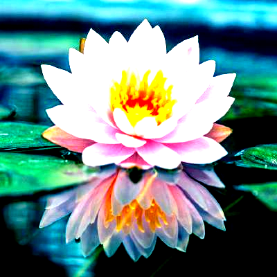 lotus