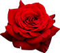 flower-1