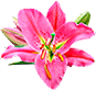 flower-2