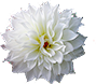 flower-3