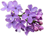 flower-4