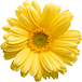flower-5