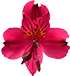 flower-6